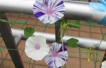 朝顔がきれいに咲きました